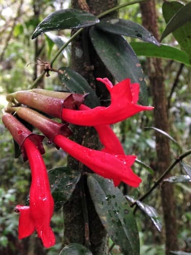 Lipstick Vine (Basket Vine) — plant photo