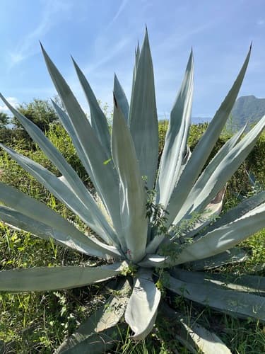 Agave — plant photo