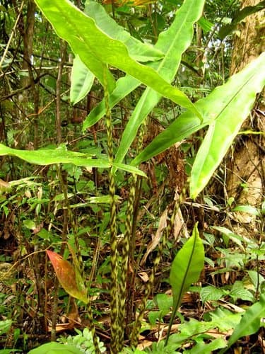 Alocasia Zebrina — plant photo
