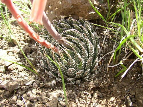 Lace Aloe — plant photo