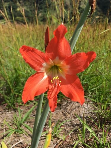 Amaryllis — plant photo