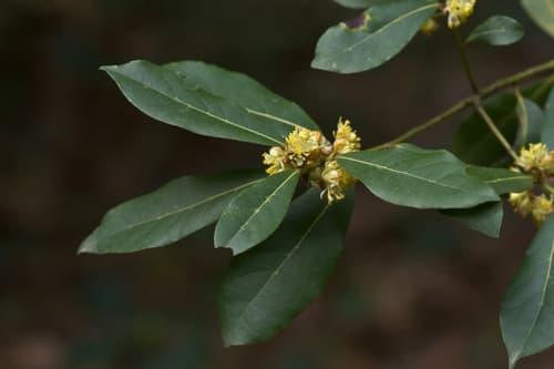 Bay Laurel — plant photo