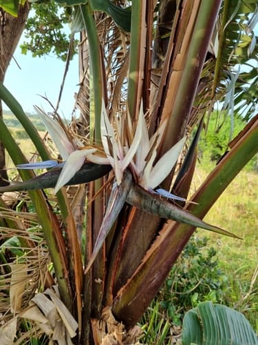 Bird of Paradise — plant photo
