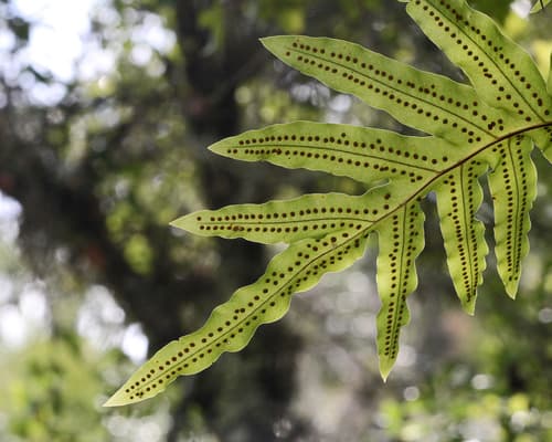 Blue Star Fern — plant photo