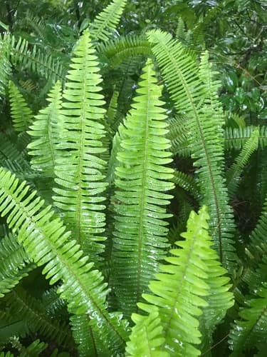 Boston Fern — plant photo