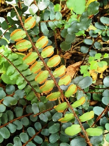 Button Fern — plant photo