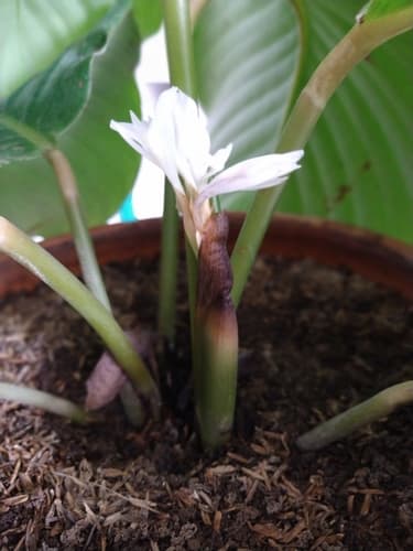 Calathea Orbifolia — plant photo