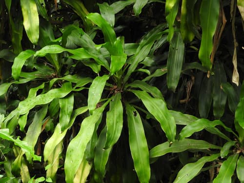 Corn Plant — plant photo