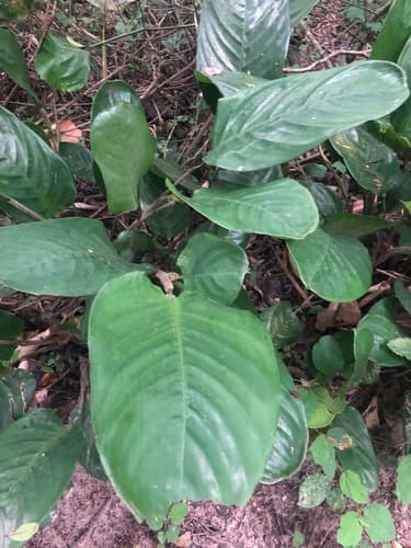 Never Never Plant — plant photo