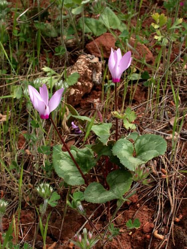 Cyclamen — plant photo