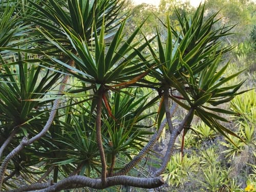Song of India — plant photo