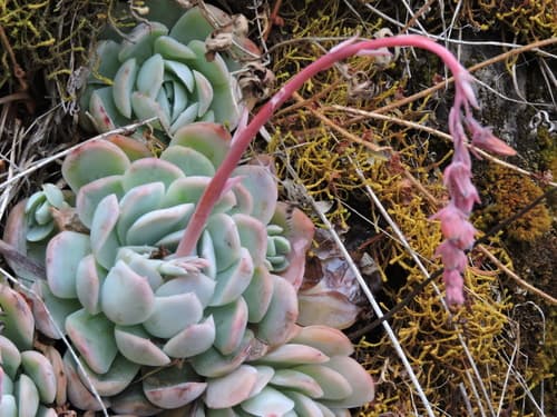 Echeveria — plant photo