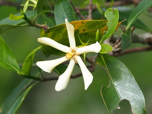 Gardenia — plant photo