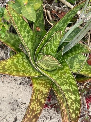 Ox Tongue Plant — plant photo
