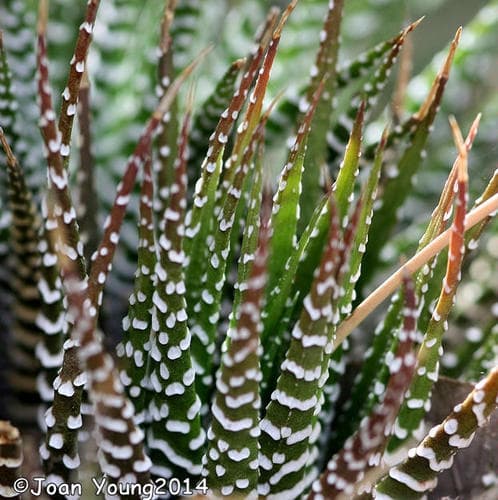 Haworthia — plant photo