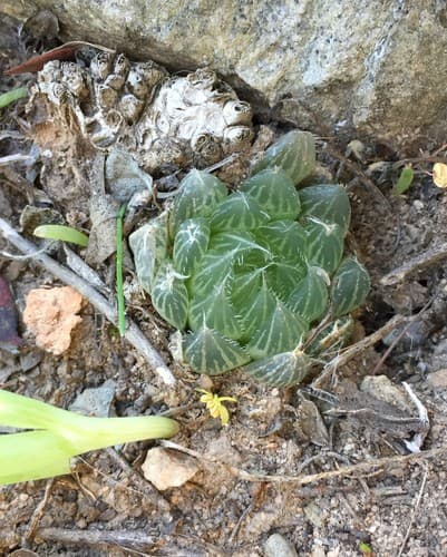Haworthia Cooperi — plant photo