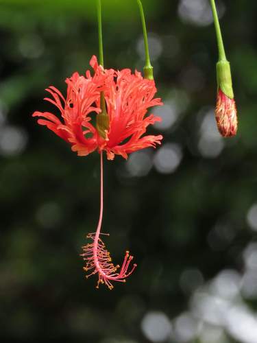 Tropical Hibiscus — plant photo