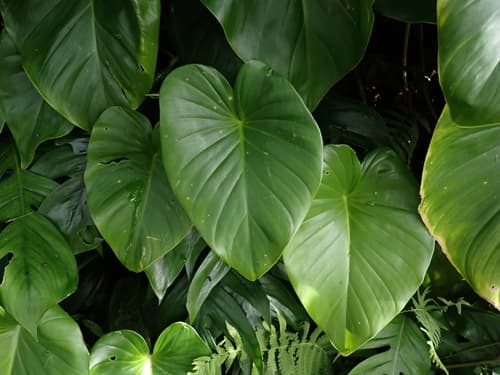Homalomena — plant photo