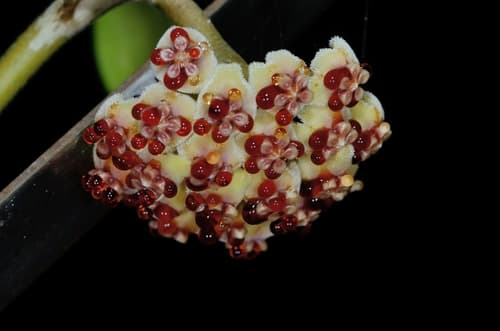 Sweetheart Hoya — plant photo