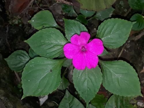 Impatiens — plant photo