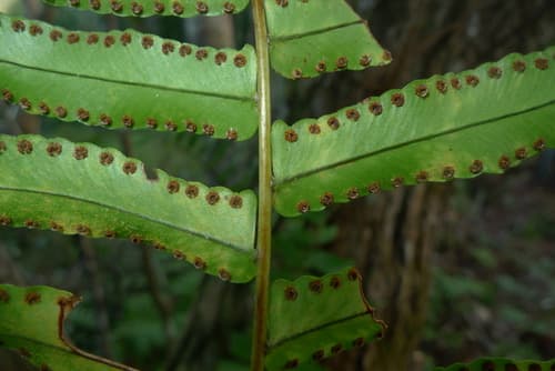 Kimberly Queen Fern — plant photo