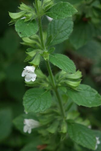 Lemon Balm — plant photo