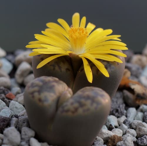 Lithops — plant photo