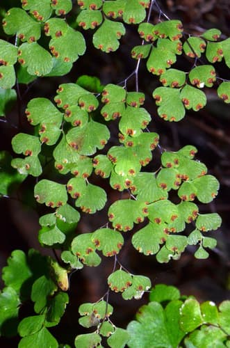 Maidenhair Fern — plant photo