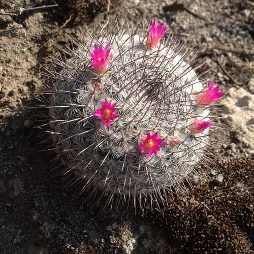 Mammillaria Cactus — plant photo