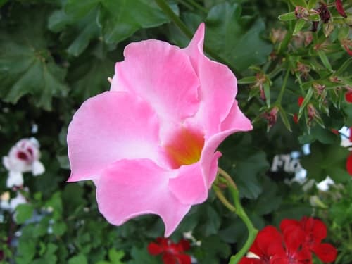 Mandevilla — plant photo