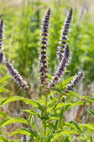 Mint — plant photo