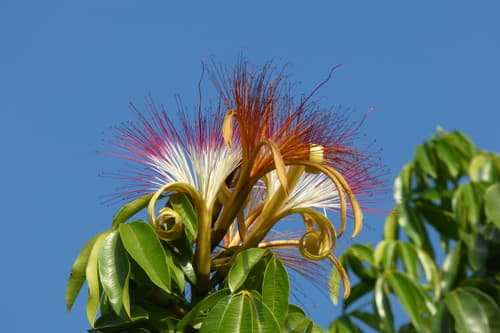 Money Tree — plant photo