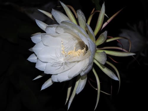 Moon Cactus — plant photo
