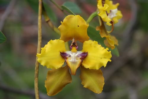 Dancing Lady Orchid — plant photo