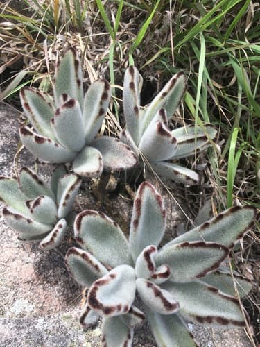 Panda Plant — plant photo