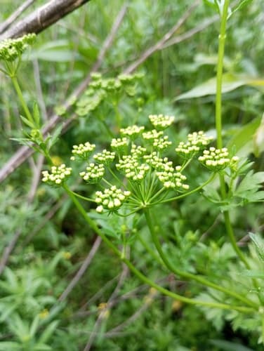 Parsley — plant photo