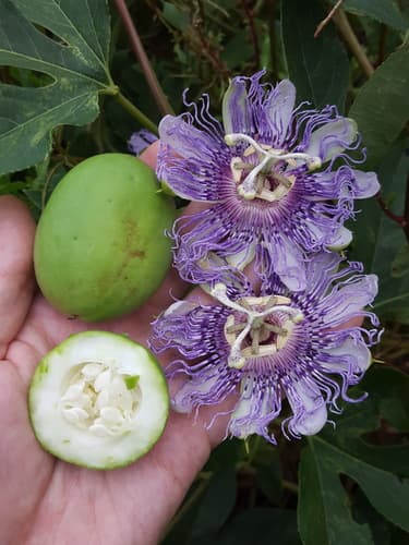 Passionflower — plant photo