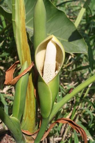 Philodendron Brasil — plant photo