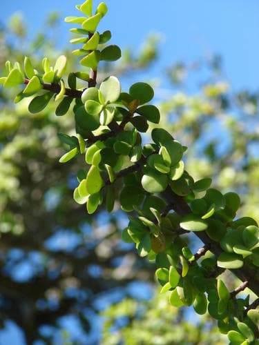 Elephant Bush — plant photo
