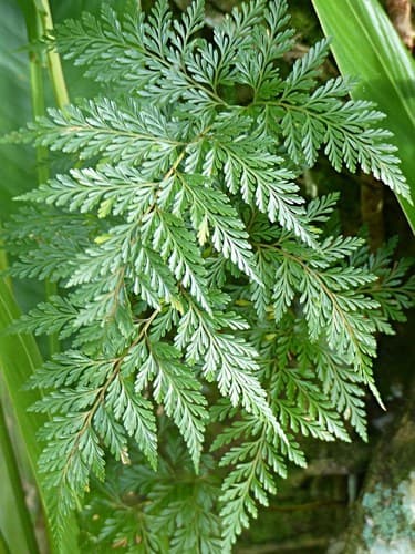 Rabbit's Foot Fern — plant photo