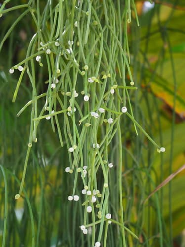 Mistletoe Cactus — plant photo