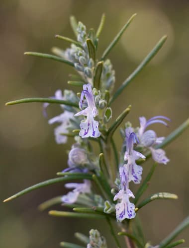 Rosemary — plant photo