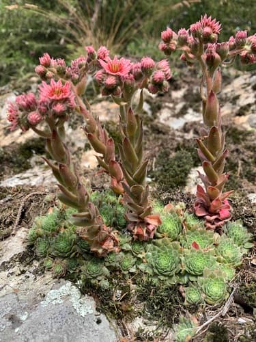Hen and Chicks — plant photo