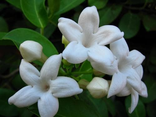 Stephanotis — plant photo