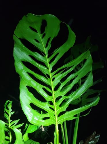 Swiss Cheese Vine — plant photo