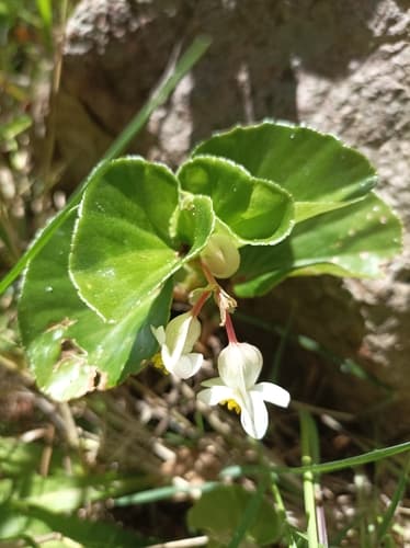 Wax Begonia — plant photo