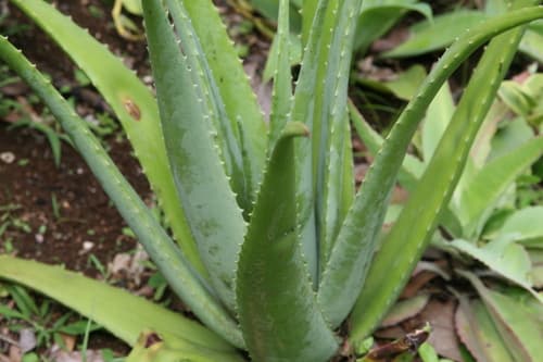 Aloe Vera — plant photo