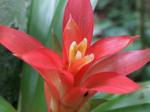 Bromeliad — plant photo