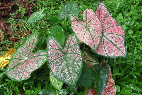 Caladium — plant photo