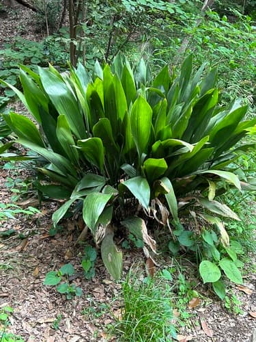 Cast Iron Plant — plant photo